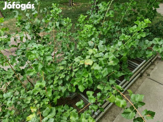 Josta bokor fekete ribizli és egres keveréke kisebb bokor 4 db növény