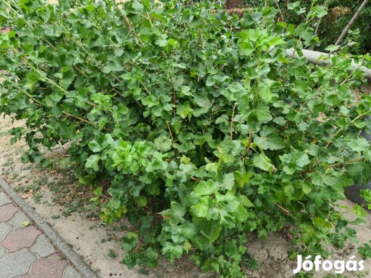 Josta bokor fekete ribizli és egres keveréke nagyobb bokor 3 db növény