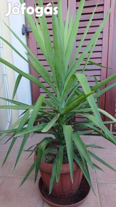 Jucca pálma 120 cm magas eladó