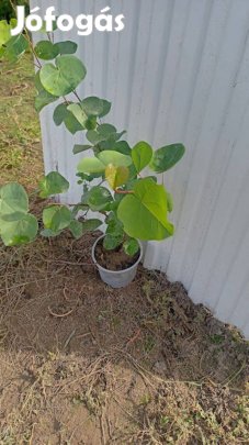 Júdásfa kont eladó