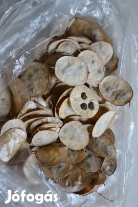 Júdáspénz (kerti holdviola, pénzvirág) Mag és szárított bokor