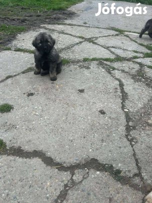 Jugoszláv farkasölő fajtatiszta jellegű kisutyák