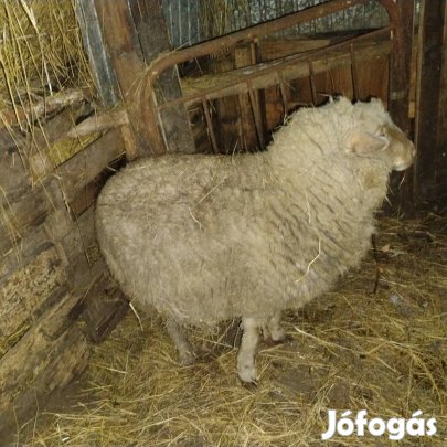 Juh merino fedező kos