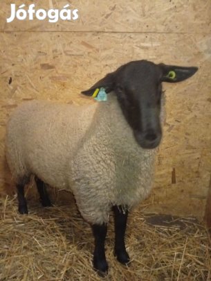 Juh suffolk törzskos