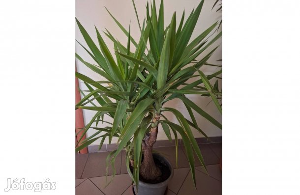 Jukka, több méretben