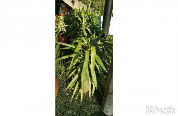 Jukka kb. 2 méter magas Yucca