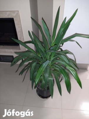 Jukka pálma eladó