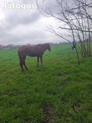 Julcsi eladó vagy cserélhető 