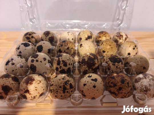 Jumbó, nagytestű fürjtojás keltetésre