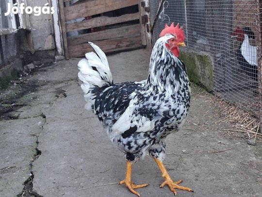 K 1db Pita Pinta kakas 