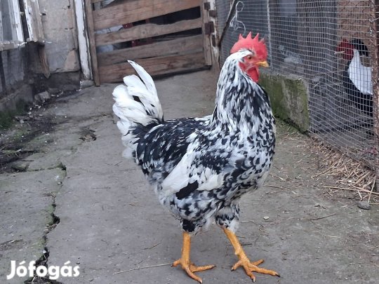 K 2db tavalyi kakas