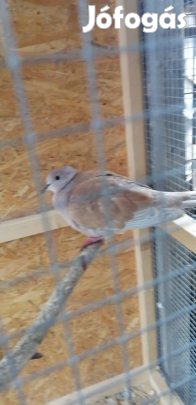 Kacagó Gerle Eladó