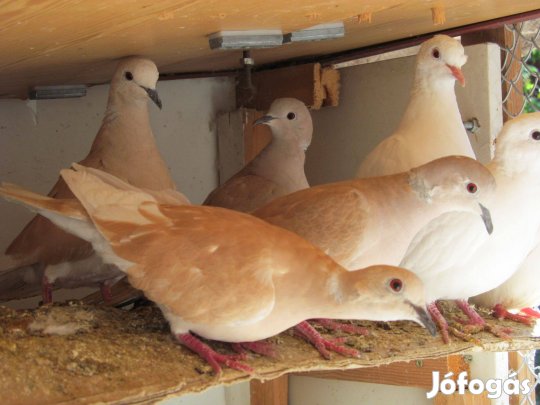 Kacagó gerle egészséges röpdei tartásból ea. Siófok