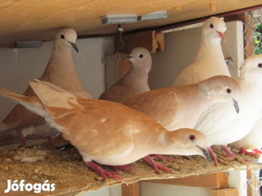 Kacagó gerle röpdei egészséges tartásból ea. Siófok