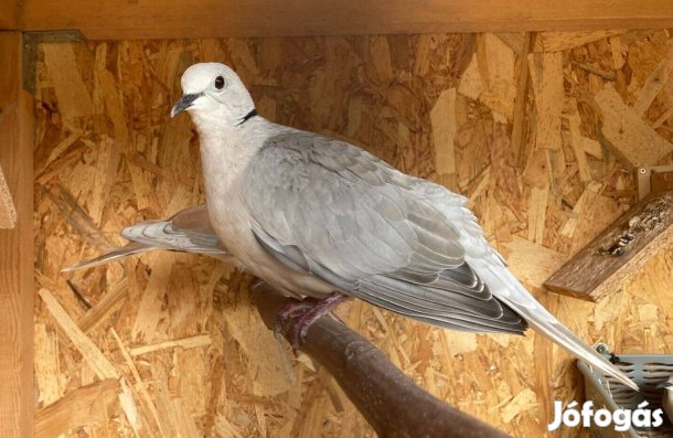 Kacagó gerlék (2025., 2026.)