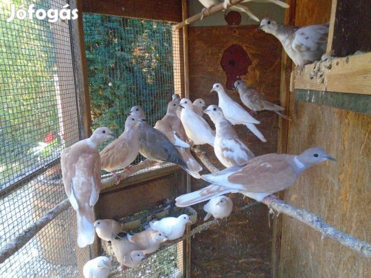 Kacagógerle 2025-s ivarérett 4 féle színben