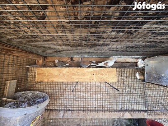 Kacogó gerle Dunavecsén