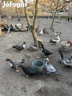 Kacsa Liba Tyúk eladó 