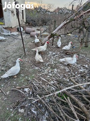 Kacsa, japánkacsa, némakacsa