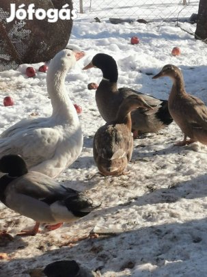 Kacsa, liba, Gyöngyi eladó