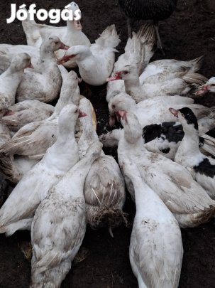 Kacsa eladó 