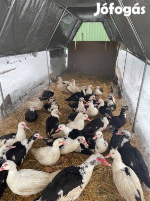 Kacsa eladó, gabonán nevelt, nem tápos, háztáji kacsa