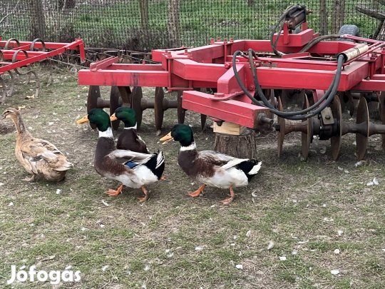 Kacsa eladó vagy csere 