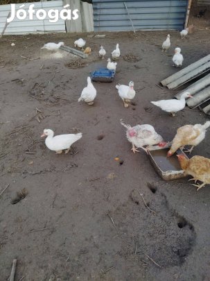 Kacsa,kacsák,néma kacsák csere