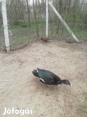 Kacsa némák Bács megye