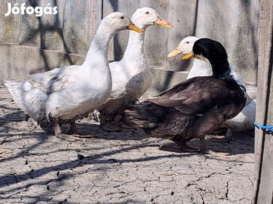 Kacsa tojás eladó