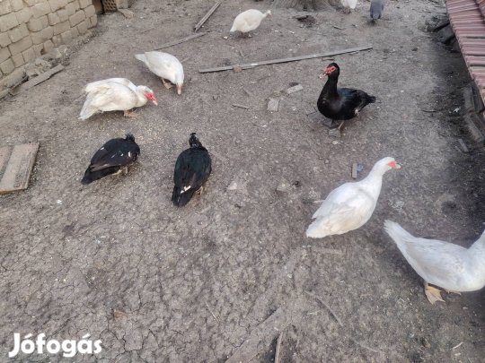 Kacsa tojás elladó