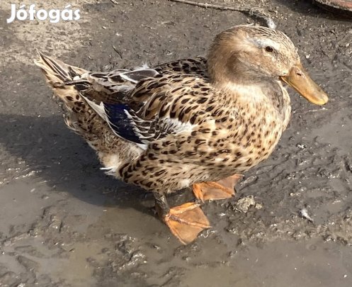 Kacsa tojás keltetésre.