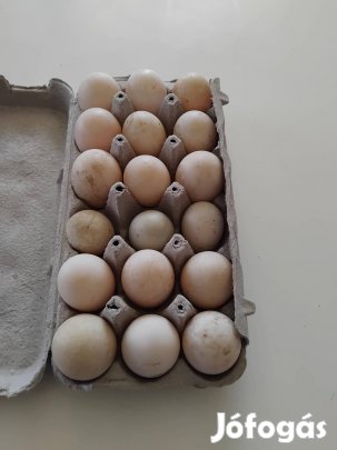 Kacsa tojás keltethető (magyar tarka)