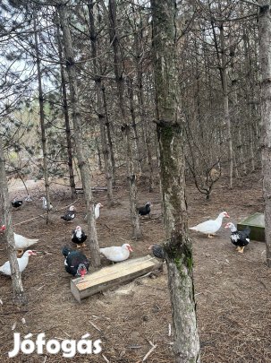 Kacsák , csak tojó