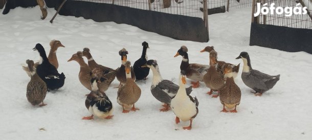 Kacsák eladó