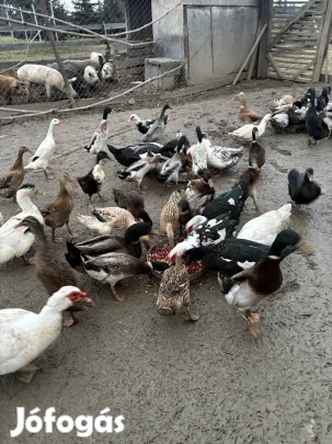 Kacsák eladók