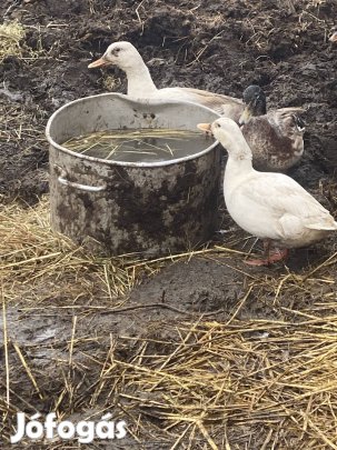 Kacsák keresik gazdát 