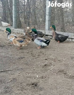 Kacsatojás eladó