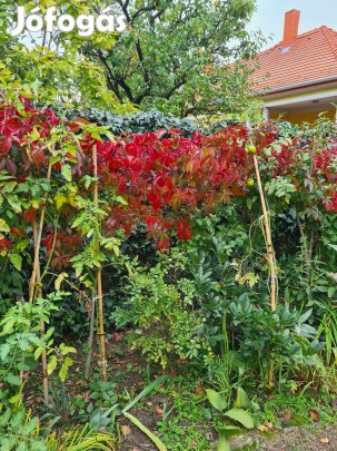 Kacsos vadszőlő (Parthenocissus quinquefolia) konténeres növények