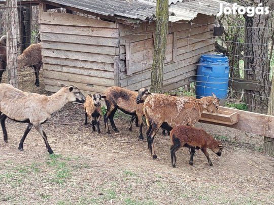 Kaeruni bárányok, kosok ,anyák eladók