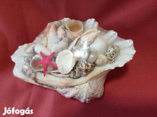 Kagylógyűjtemény dekoráció eladó !