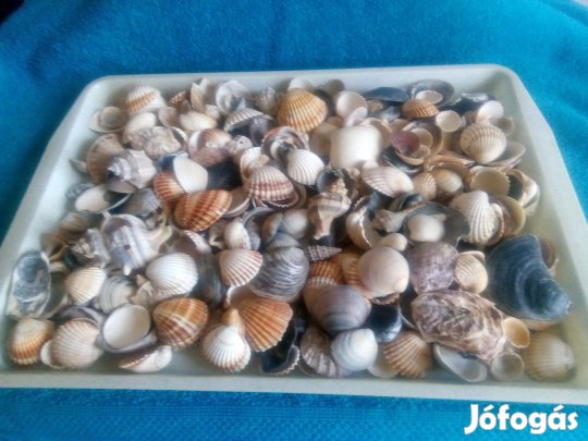 Kagylógyűjtemény eladó Nyíregyházán