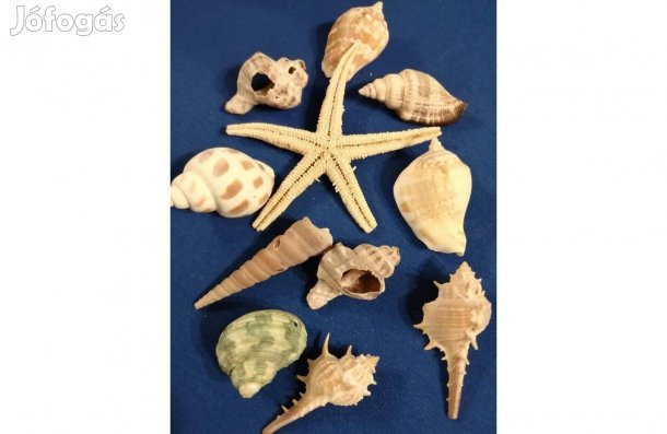 Kagylók 11 db egyben eladók!