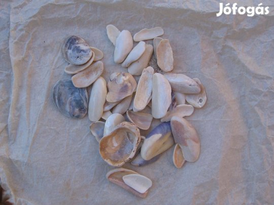 Kagylók, apró méretű