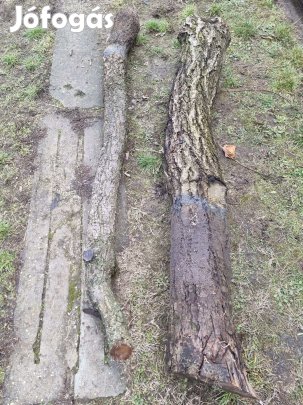 Kajszi és körte rönkfa