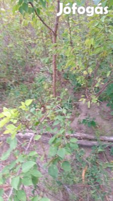 Kajszi magcsemete eladó