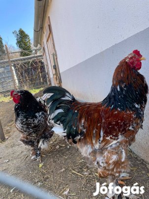 Kakas Brahma porcelán tricolor