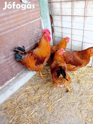 Kakas Tyúk Eladó