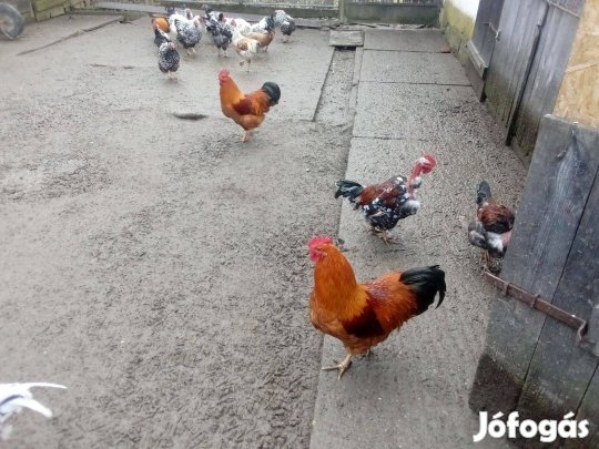 Kakas eladó Somogy megye