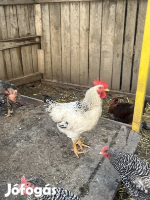 Kakas eladó 